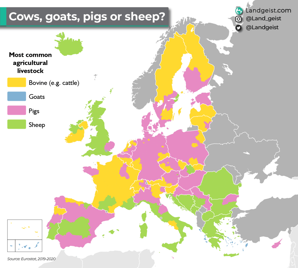 Europe’s Most Common&nbsp;Livestock